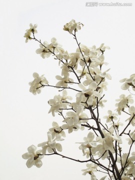玉兰花