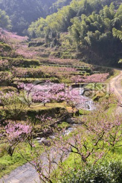 桃花林