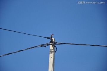 电线杆上的鸟