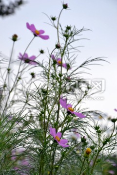 格桑花 唯美