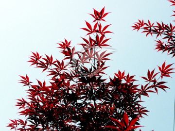 红枫叶