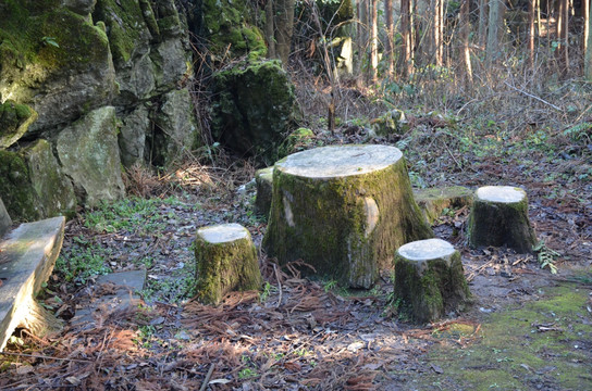 林中树木桌凳