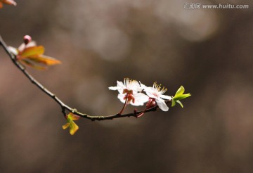 红叶李