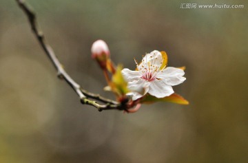 紫叶李