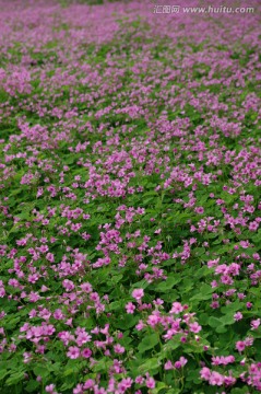 酢酱草 小花