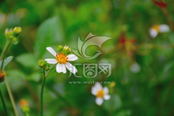 小花