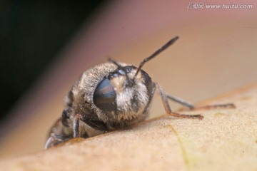 野蜜蜂
