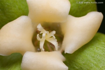柿子花