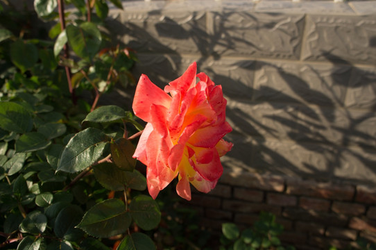 月季花