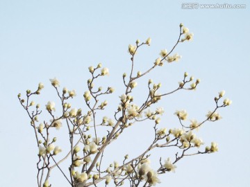 玉兰花