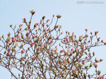 玉兰花