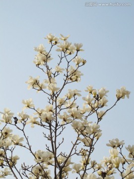 玉兰花