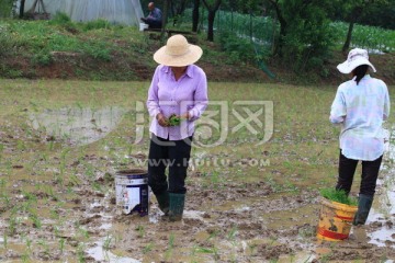 抛秧 水稻种植