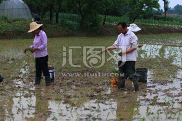 抛秧 水稻种植
