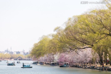 春天樱花盛开的颐和园