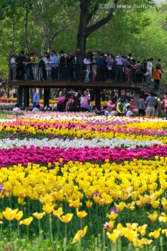很多游客参观北京植物园郁金香展