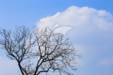 树桠和白云
