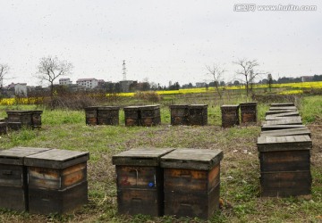 蜂箱 蜂蜜采集箱