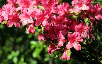 杜鹃花 高清