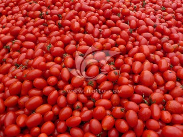 西红柿圣女果