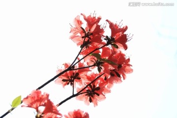 杜鹃花