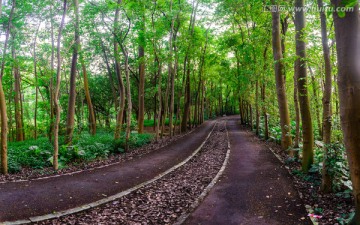 番禺大夫山森林公园林荫大道