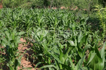 玉米田 生长中后期玉米