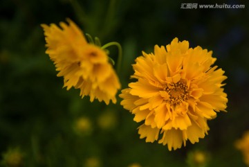 黄花 花朵