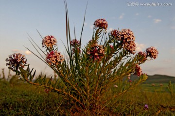 野花