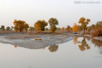 沙漠胡杨
