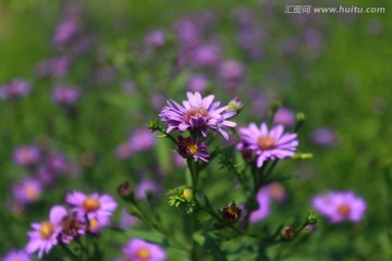 菊花 紫色菊花