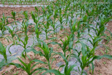 玉米地 玉米苗 玉米种植