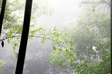 迷雾森林