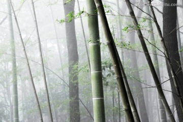 迷雾森林