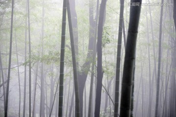 迷雾翠竹