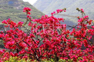 三角梅高清摄影