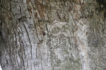千年樟树皮
