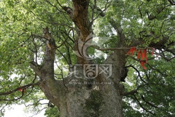 千年樟树