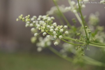 路边的野花