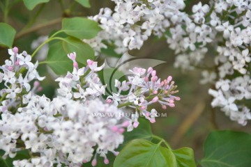 丁香花