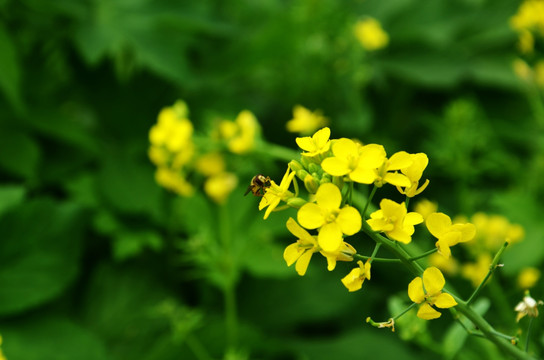 蜜蜂和油菜花