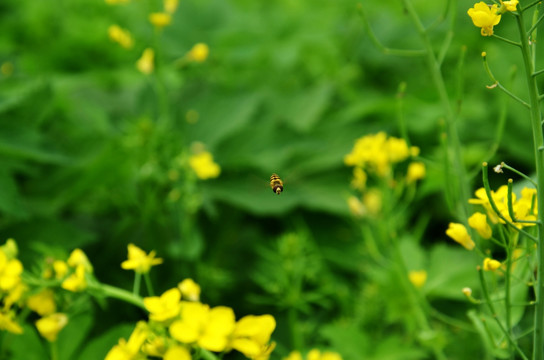 蜜蜂