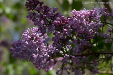 紫色丁香花