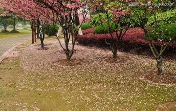 垂丝海棠花瓣