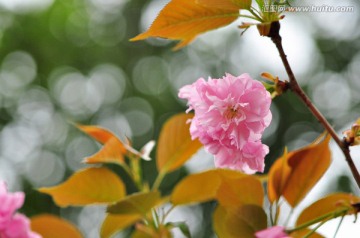 日本晚樱