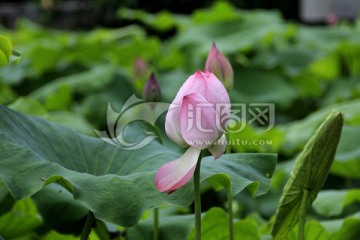 荷花 莲花 含苞欲放