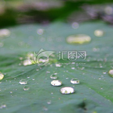 水珠 荷叶