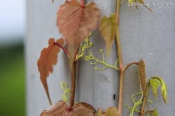 爬山虎 嫩芽