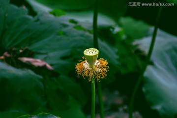 荷花莲花莲蓬