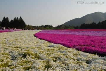 花海